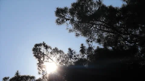 Sunbeams through pine needles Stock Footage 26185598