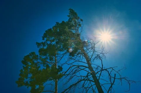 Sunbeams through the Pine Tree Branches When Looking Up on a Sunny Day. Stock Photos