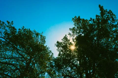 Sunbeams through the Pine Tree Branches When Looking Up on a Sunny Day. Stock Photos