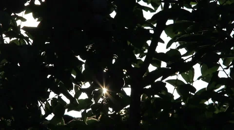 Sunbeams through plum twig Stock Footage 67201493