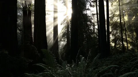 Sunbeams Through Redwood Forest Stock Footage 70595707