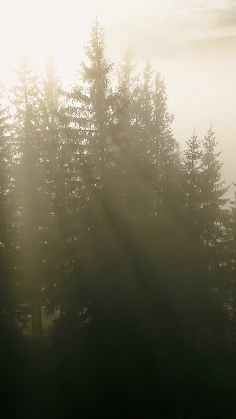 Sunbeams through spruce forest above a silent foggy mountain valley, aerial Stock Footage 346802167