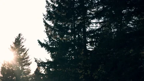 Sunbeams through the thick branches of a forest. Stock Footage 229641590