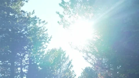 Sunbeams through the thick branches of a forest. Видео 229641704