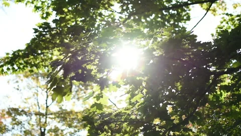 Sunbeams through the tree branches Stock Footage 120640004