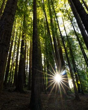 Sunbeams through a tree in the forest Stock Photos