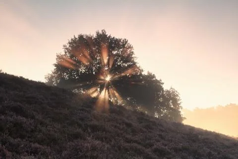 Sunbeams through tree on hill Stock Photos