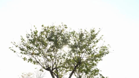 Sunbeams through a tree in a Himba village, Opuwo, Namibia, Africa in 4K Stock Footage 90878120