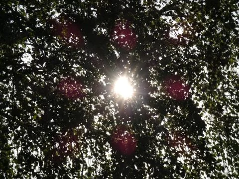 Sunbeams Through Tree Leaves Stock Photos