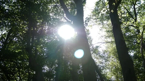 Sunbeams through trees in deep forest Stock Footage 114712632