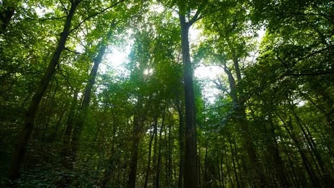Sunbeams through trees in deep forest Stock Footage 114757837