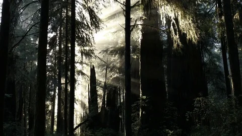 Sunbeams through the Trees Stock Footage 73232356