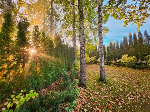 Sunbeams Through Trees In Garden Stock Photos