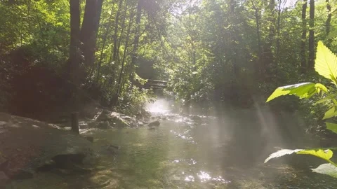 Sunbeams through trees illuminating a stream Stock Footage 302931652