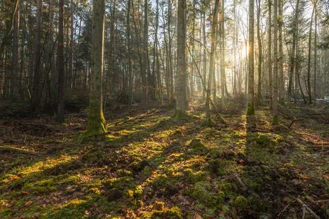Sunbeams through the trees in a mountain forest. Sunbeams through the tree... Stock-Fotos