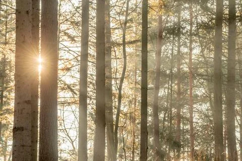 Sunbeams through the trees in a mountain forest. Sunbeams through the tree... Stock-Fotos