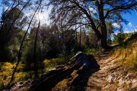 Sunbeams Through the Trees with Old Log in Benidorm Stockfoto's