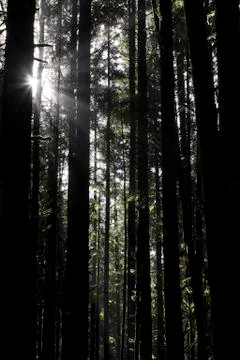 Sunbeams through the trees Stock Photos
