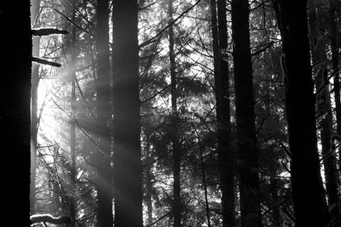 Sunbeams through the trees Stock Photos