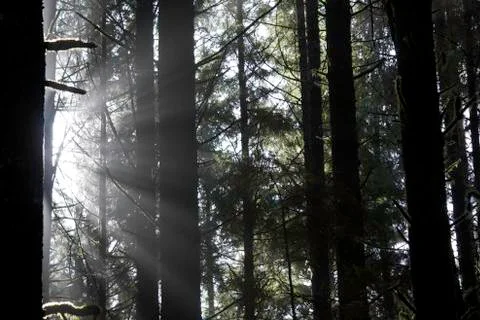 Sunbeams through the trees Stock Photos