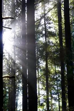 Sunbeams through the trees Stock Photos
