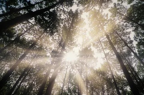 Sunbeams through the trees Stock Photos