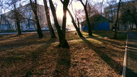 Sunbeams through the trees by the road Stock-Footage 219972917