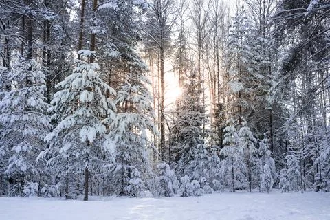 Sunbeams through the trees. Snowy forest in sunny day. Landscape, nature Latvia Stock Photos