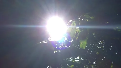 Sunbeams tracking through a hollow cavity in a weathered mango tree trunk, creat Stock-Footage 337222145