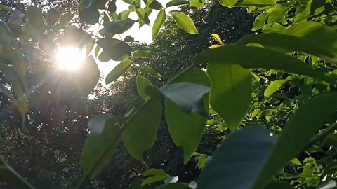 Sunbeams in the trees. Stock Footage 310596680