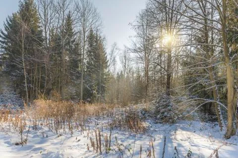 Sunbeams in wintry forest Stock Photos