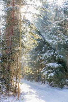 Sunbeams in wintry forest Stock Photos