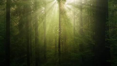 Sunbeams in the woods with animated time clock concept ecology Video stock 334082123