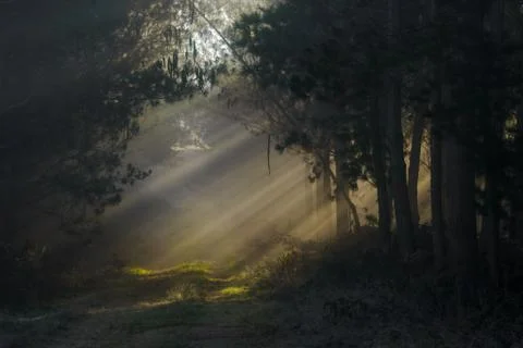 Sunbeans across the trees Stock Photos