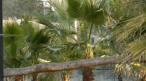 Sunbear pacing on the log Video stock 530685