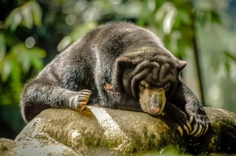 Sunbearsleep-NF Stock Photos