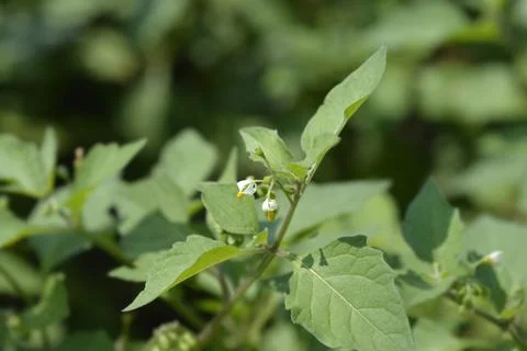 Sunberry Stock Photos