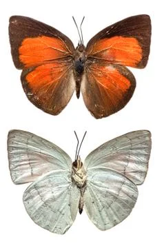 The Sunbin butterfly Stock Photos