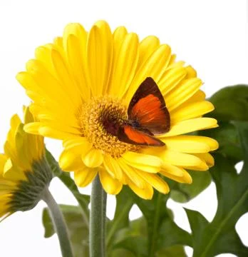 Sunbin Butterfly Stock Photos