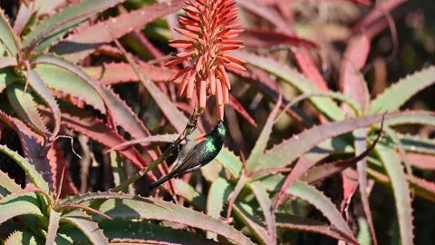 Sunbird in Africa Stock Footage 339146981