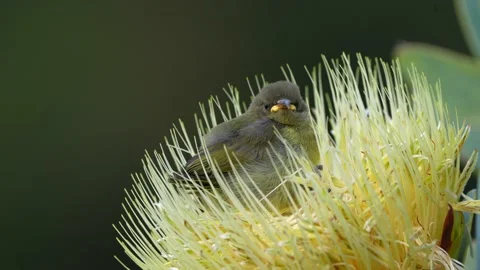 Sunbird Chick in Flower Stock Footage 211423077