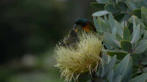 Sunbird Chick in Pincushion Stock Footage 211420739