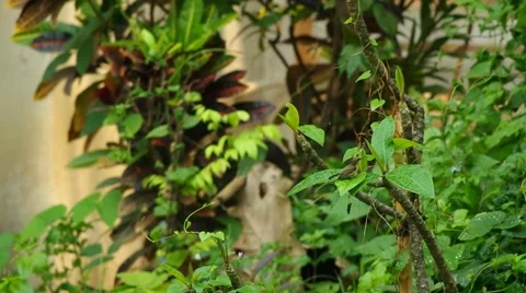 Sunbird is cleaning itself Stock Footage 48883160