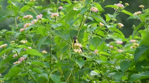 Sunbird collecting nectar Stock Footage 319928621