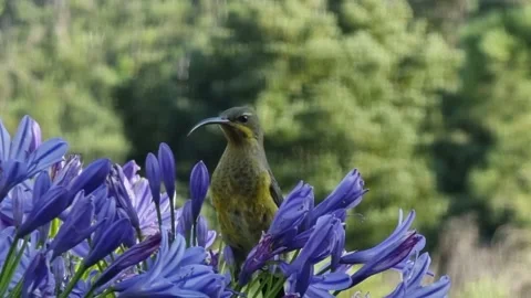 Sunbird Drinking Nectar From An Agapanthus No.3 Stock Footage 169579966