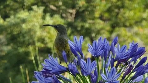Sunbird Drinking Nectar From An Agapanthus No.5 Stock Footage 169580810