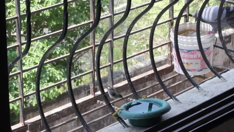 Sunbird drinking water Stock Footage 155472692