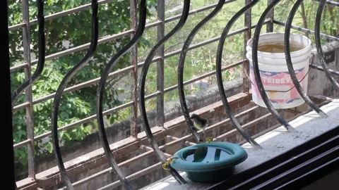 Sunbird drinking water Stock Footage 155472917