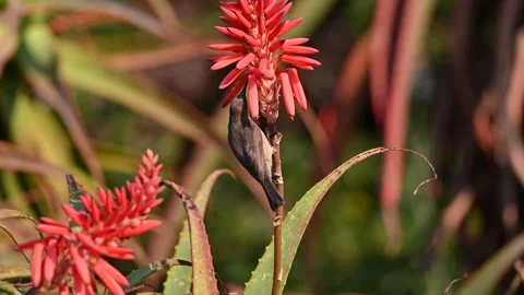 Sunbird enjoying a aloe Stock Footage 339143897