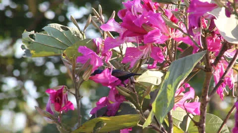 Sunbird feeding Stock Footage 25928472